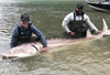 Matt Hendricks and Dustin Byfuglien show off the sturgeon they snagged on the Fraser this week.