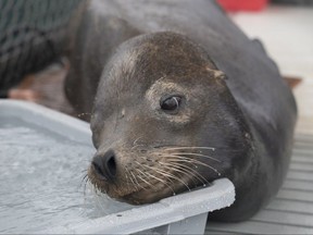 A sea lion rescued on Vancouver Island is shown in a handout photo from the Marine Mammal Rescue Centre. THE CANADIAN PRESS/HO-Marine Mammal Rescue Centre MANDATORY CREDIT