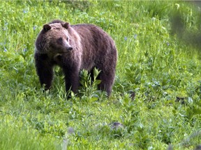 The ban on grizzly bear trophy hunting will not protect bear populations, letter writer Mike Cullen argues.
