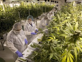 Production staff harvest marijuana plants inside the flowering room at Harvest One Cannabis Inc. in Duncan. Some B.C. businesses say rules for legalized marijuana need to consider the impact on workplaces and must clarify the rights of both employers and employees.