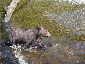 Watching a Grizzly bear fish for salmon in a stream just a few feet away inspires both fear and awe.