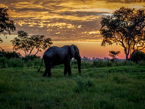 An elephant walking at sunset in the Okavango Delta, Botswana.