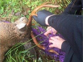 B.C. Conservation Officers free Hammy the deer of a hammock tangled in his antlers.