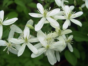 Clematis recta produces a mass of tiny white flowers in the summer.