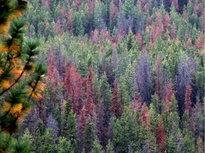 The tell-tale brown foliage of beetle-infested trees. A massive and uncontrollable buildup of mountain pine beetles in Jasper National Park is starting to explode into commercially valuable forests along its boundaries.