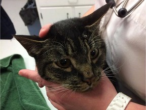 A Prince George cat named Notorious B.I.G. survived being shot multiple times with a pellet gun. His owner Nicole Crandell says it's a miracle he survived. The cat still has three pellets lodged in his body.