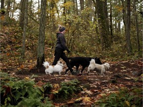 A three-dog limit is being proposed for people walking their pets in Capital Regional Districts as Christine Pratt walks her sisters dogs (from left to right), Banjo, Stella and her dog Bobby at Thetis Lake Park in Langford, B.C., on Thursday, November 16, 2017.