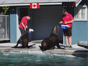 Marine mammal trainers working with two female Steller sea lions in Steller's Bay exhibit at Vancouver Aquarium. Credit: Vancouver Aquarium.
