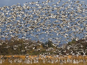 Tens of thousands of snow geese have arrived in the Fraser Delta from their breeding grounds on Wrangel Island, Russia. Photo by Liron Gertsman/lirongertsman.com