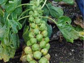 Stake plants like Brussels sprouts so they don't fall over in windy winter weather.