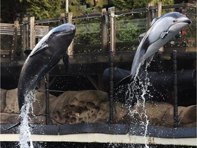 Rescued Vancouver Aquarium cetaceans Chester (left), a false killer whale, and Helen, a Pacific white-sided dolphin. Chester has since died