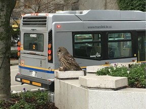 Passersby gather outside the Bentall IV building Monday to photograph a barred owl with a rat in its talons. Chantel Genio photo.
