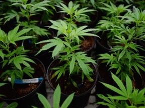 The federal government is hoping to legalize the recreational use of marijuana on July 1.