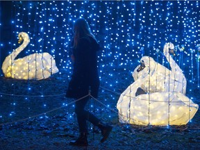 Even with a wonderland of new seasonal festivals in diverse Metro Vancouver, many old Christmas traditions remain. (Photo: Woman walks past some of the seven swans from the Heritage Christmas scavenger hunt at the Burnaby Village Museum, Burnaby, December 16 2017.)