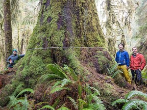 From left: Ancient Forest Alliance volunteer Nathaniel Glickman, AFA executive director Ken Wu, and AFA photographer TJ Watt measure an ancient Sitka spruce tree in the unprotected FernGully Grove near Port Renfrew. Photo credit: TJ Watt. [PNG Merlin Archive]