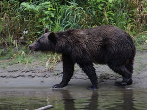 A female grizzly bear at the Fisheries Pool, a popular bear-viewing site on the Atnarko River, a salmon-rich stream in the Bella Coola Valley.