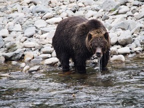 A female grizzly hunting for salmon on the Atnarko River, site of a provincial bear-viewing station free to the public.