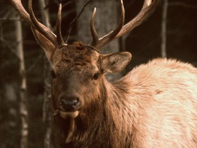 Parks Canada says elk euthanized after knocking down woman near Jasper