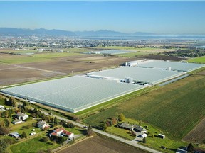 An aerial view of a 45-acre greenhouse owned by Windset Farms.