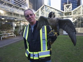 TransLink is deploying birds-of-prey to scare away nuisance birds around six SkyTrain stations. Kim Kamstra of Raptors Ridge Birds of Prey holds Avro, a peregrine falcon at the Burrard Street station on Friday.