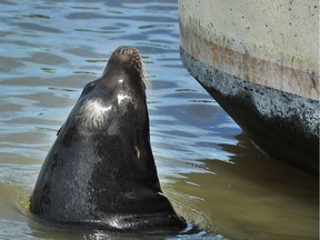 A sea lion swimming near the Steveston Wharf on Monday.