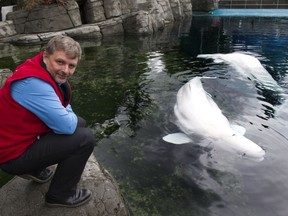 The death beluga whales Aurora and Qila last year allowed local researchers to sequence the beluga whale genome for the first time ever. The two whales are pictured with veterinarian Dr. Martin Haulena in this 2014 file photo at the Vancouver Aquarium.