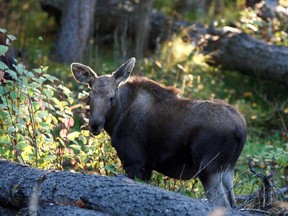 One of two orphaned moose calves that were rescued from near Prince George, B.C., in May and have been rehabilitated at the Northern Lights Wildlife Society in Smithers, B.C. is shown in a handout photo. The moose are now seven months old and its expected they‚Äôll be return to the wild in February or March.