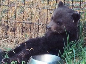 A black bear cub is pictured in the Dawson Creek area on May 6, 2016, before it was destroyed by a conservation officer.