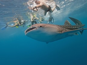 Whale shark are common in the Sea of Cortez.