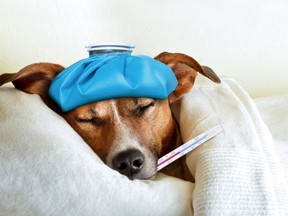 A canine flu outbreak could happen quickly because it spreads easily between dogs — both through the air and physical contact.