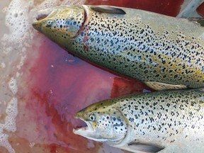 Atlantic salmon caught by fishermen after a mass release from a Canadian-owned salmon farm in Washington state last summer.