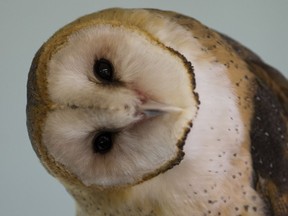 Sarah, a barn owl that lives at O.W.L. checks out a visitor to the facility in Delta on Feb. 23 2017.