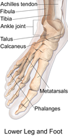 The talus bone forms part of the lower ankle