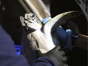 Gulf World employees look over a "cold stunned" green sea turtle at the Gulf World Marine Institute  in Panama City Beach, Fla. Officials say more than a thousand "cold stunned" sea turtles have been rescued from Florida bay facility since a cold snap began last week.