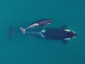 This September 2015 file photo provided by NOAA Fisheries shows an adult female orca, identified as J-16, as she's about to surface with her youngest calf, born earlier in the year, near the San Juan Islands in Washington state's Puget Sound. Ships passing the narrow busy channel off Washington's San Juan Islands are slowing down this summer as part of an experiment to protect the small endangered population of southern resident killer whales.