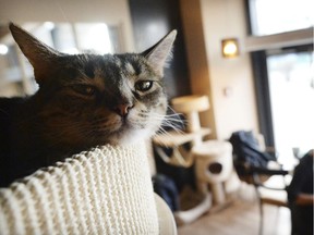 Feline declawing may be good for your furniture, but it's bad for your cat, says the B.C. SPCA.