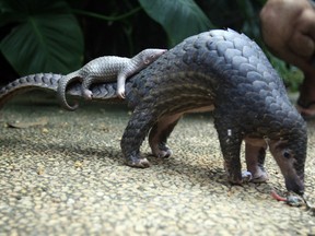 In this Thursday, June 19, 2014, file photo, a pangolin carries its baby at a Bali zoo, Indonesia. Delegates at a U.N. wildlife conference have voted to ban trade in all four species of Asian pangolins.