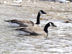 A 51-year old Maryland hunter was knocked unconscious by a dead Canada goose fallling form the sky.