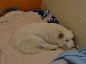 The BC SPCA has seized 46 neglected dogs and puppies from a rural property north of Williams Lake.