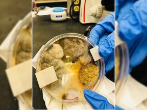 A viral picture on Facebook shows a Petri dish full of bacteria allegedly from a public bathroom hand dryer. (Facebook)