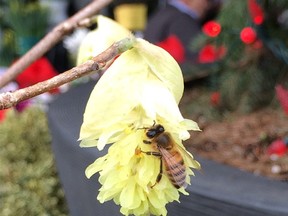 Fragrant corylopsis also provides pollen for bees during the colder months.