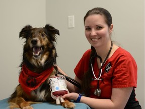 Andrea Dyck, blood services coordinator for the Animal Emergency Clinic of the Fraser Valley, and Jaxx, a five-year-old border collie-cross.