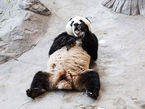 Panda male Hua Bao (named Pyry in Finnish) feeds in his enclosure during the opening day of the Ahtari Zoo Snowpanda Resort in Ahtari, Finland on Feb. 17, 2018. (RONI REKOMAA/AFP/Getty Images)