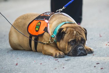 Mikey the therapy dog takes a rest during the parade as thousands of people turned out for the Chinese Lunar New Year Parade, Year of the Dog, in Chinatown, Vancouver, BC,  February 18, 2018.