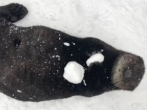 Rescued sea otter Kunik plays in the snow at the Vancouver Aquarium.