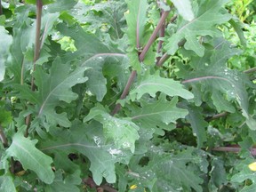 Red Russian kale plant