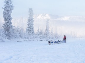 Ontario musher Hank DeBruin and his team of Siberian Huskies make their way towards the Pelly Crossing checkpoint on the back half of the 2014 Yukon Quest 1,000 Mile International Sled Dog Race.