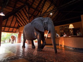 Every November elephants pass through the reception area of Mfuwe Lodge to get to mango trees.