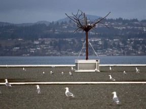 A fake tree on top of the Greater Victoria Harbour Authority building was recently built to attract nesting eagles and to scare off the seagulls who are causing problems for buildings at Ogden Point in Victoria, B.C., on Wednesday, March 28, 2018.