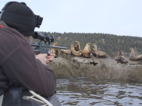 Martin Haulena, head veterinarian of the Vancouver Aquarium and Ocean Wise, lines up his shot and prepares to sedate a Steller sea lion near Fanny Bay, B.C. on March 17, 2018 in order to free the sea lion from a nylon rope that had been tangled around its neck.